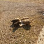 توله ی سگ سرابی