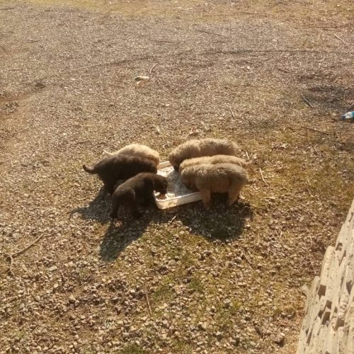 توله ی سگ سرابی