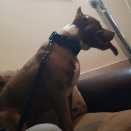 سگ نژاد اَمریکن پیت بول تریر ، 8 ماهه