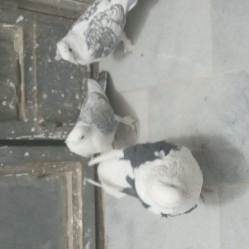 کفتر پشت طاوسی و دوکت تهرانی