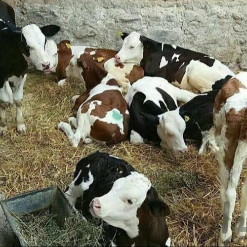 فروش انواع گوساله های نروماده پرواری وداشتی