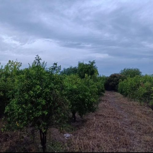 باغچه 800متری