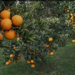 فروش زمین روستایی مسکونی کشاورزی  سند تک برگ