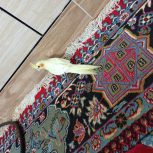 عروس هلندی