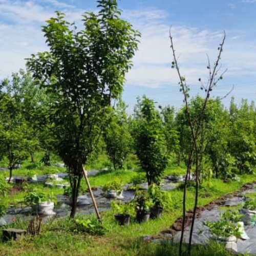 فروش باغ ویلا