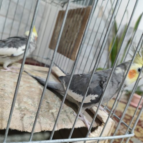 1 جفت عروس هلندی سالم