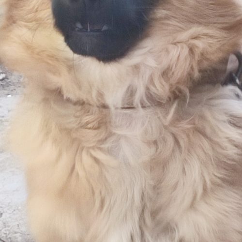 سگ نر پا کوتا