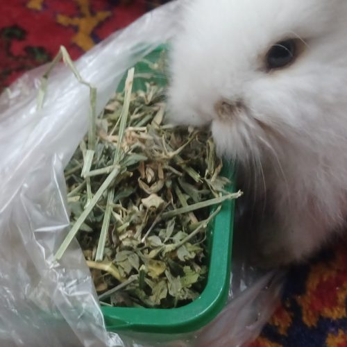 خرگوش چشم طوسی