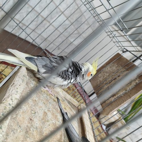 1 جفت عروس هلندی سالم