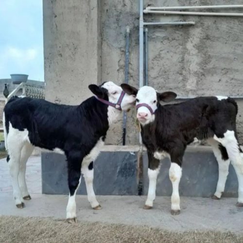 فروش انواع گوساله های نروماده پرواری وداشتی