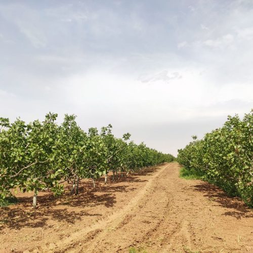 سه ساعت آب همراه باغ پسته