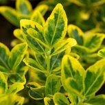 گل شمشاد مناسب باغ.حصار