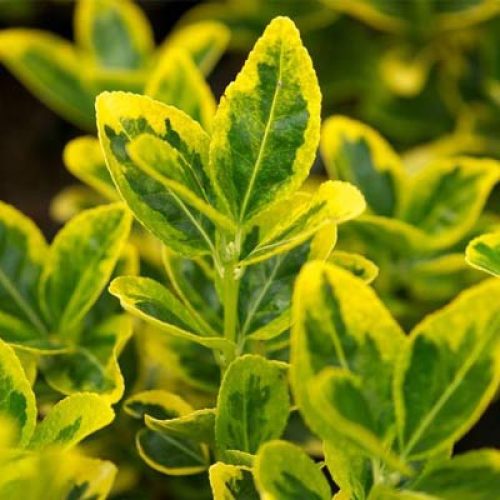 گل شمشاد مناسب باغ.حصار