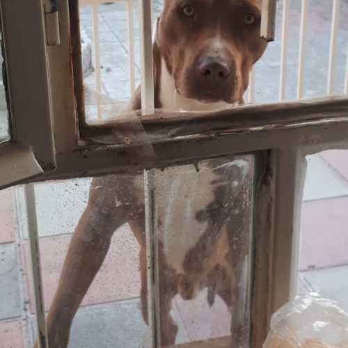 سگ نژاد اَمریکن پیت بول تریر ، 8 ماهه