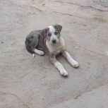 توله دو ماه چشم آبی