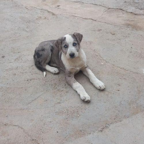 توله دو ماه چشم آبی