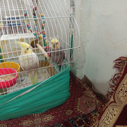 یک جفت عروس هلندی نر و ماده با قفس