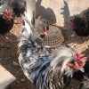 فروش 10 خروس مرندی و کاکولی