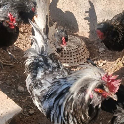 فروش 10 خروس مرندی و کاکولی