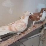 ساده هفترنگ کاکلی و خال زرد کاکلی