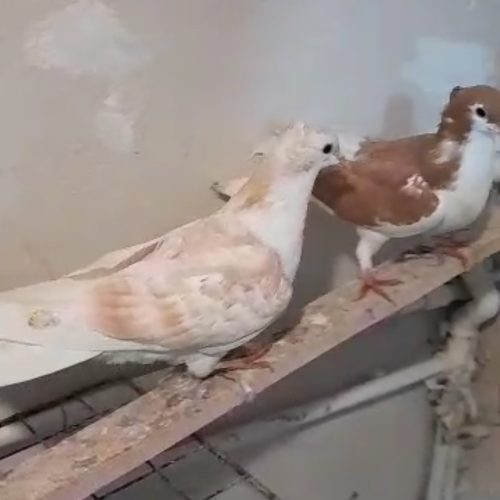 ساده هفترنگ کاکلی و خال زرد کاکلی