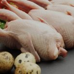 فروش بلدرچین تخم گذار و گوشتی