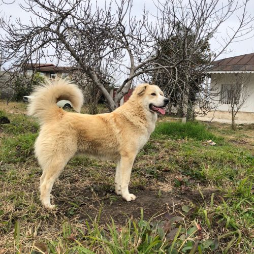 فروش ویژه باغ و زمین