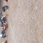 بوقلمو دونه 1500تومان