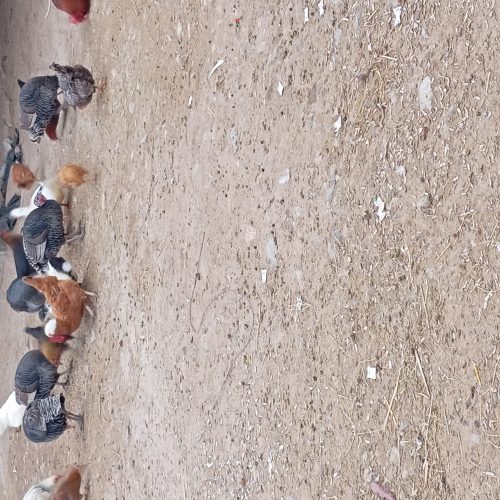 بوقلمو دونه 1500تومان