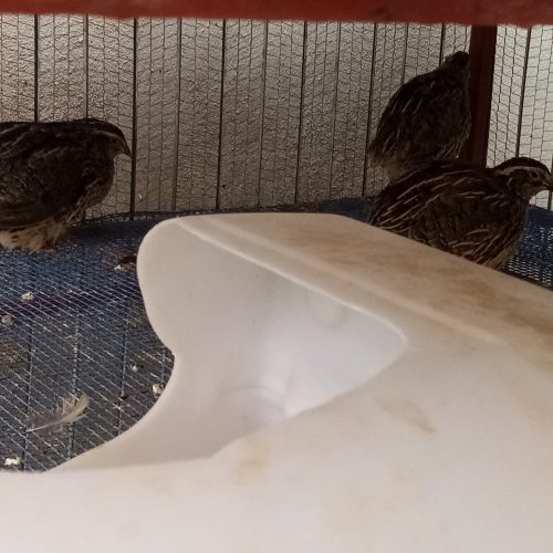 فروش قفس. مرغ. بلدرچین