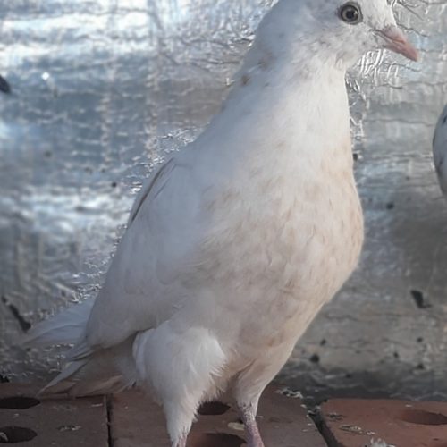 کبوتر کله زرد