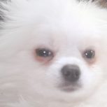 واگزاری سگ بامر