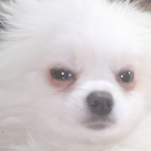 واگزاری سگ بامر