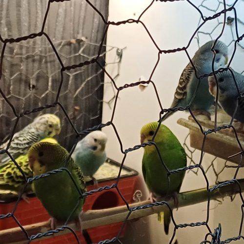 چند جفت طوطی برزیلی مرغ عشق عروس دستی