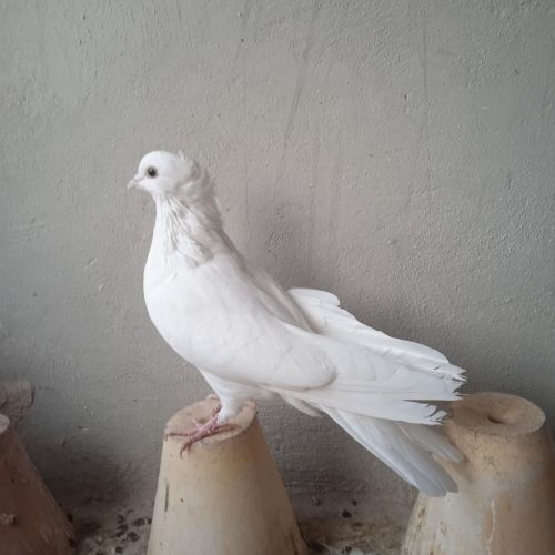 سفید تهرونی وسینه ای