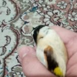 خ ریدار این نوع سهره