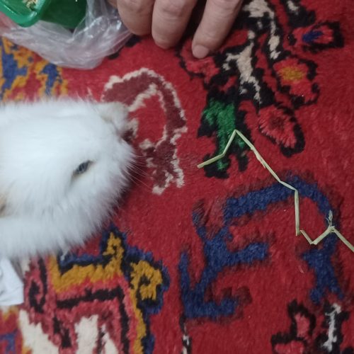 خرگوش چشم طوسی