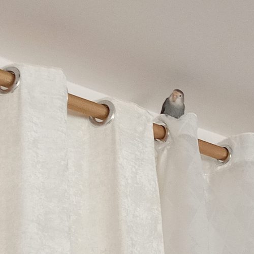 یک طوطی برزیلی سرحال و بالغ صحبت درحد چند کلمه ماده