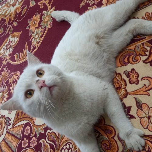 واگذاری 1عدد گربه خانگی