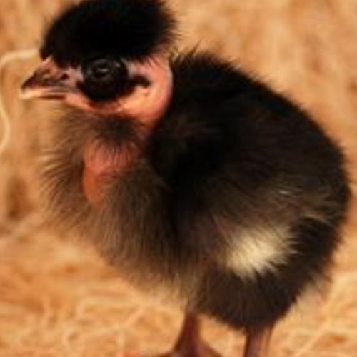 فروش انواع جوجه یک روزه