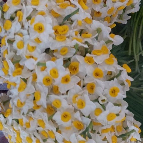 گل نرگس شهلا بهبهان
