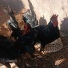 فروش 10 خروس مرندی و کاکولی