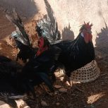 فروش 10 خروس مرندی و کاکولی