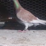 کبوتر سار هما و اوغون قلدور
