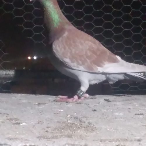 کبوتر سار هما و اوغون قلدور