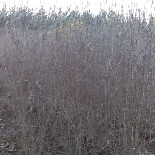 نهال انجیر گلابی انار