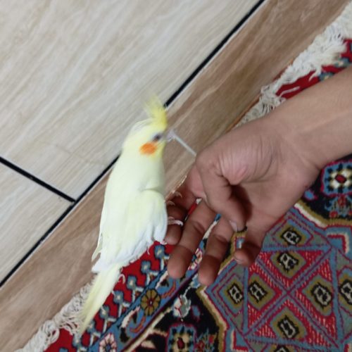 عروس هلندی