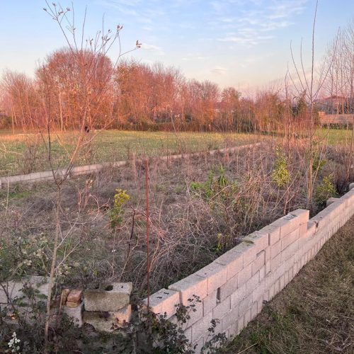 زمین شالی تبدیل به باغی