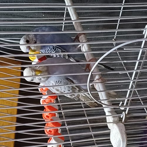 چند جفت طوطی برزیلی مرغ عشق عروس دستی