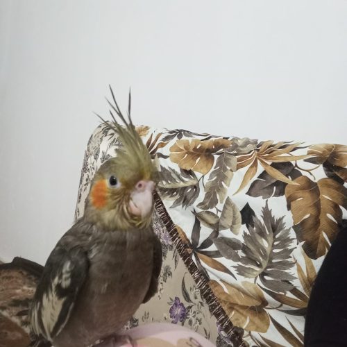 یک عدد عروس هلندی ماده خاکستری گم شده به یابنده مژدگانی خوبی تعلق میگیرد